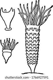A typical representation of the development of Aurelia, above to the left is the young scyphistoma with four perradial tentacles and below the left scyphistoma with sixteen tentacles