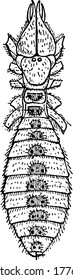 Eine typische Darstellung der dorsalen Sicht auf die Galeodes-Arten, eine der Sofugae, die die Grundlagen der prosomatischen Anzüge, die Vintage-Linie Zeichnung oder Gravitation-Abbildung zeigt.