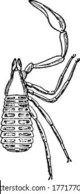 A typical representation of the dorsal view of the Garypus litoralis species, one of the Pseudoscorpiones, showing the prosomatic appendages, eyes, prae-gen, tergite of the genital, anus