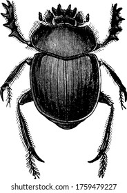 A typical representation of the dung beetle, an insect in the Scarabaeidae family. This insect was a sacred icon to the Egyptians, vintage line drawing or engraving illustration.