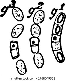 A typical representation of the early stages in the germination of the spores, after being dried several days, vintage line drawing or engraving illustration.