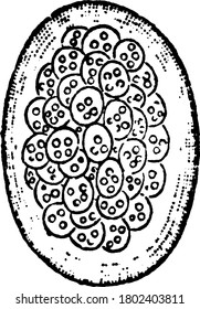 Representación típica de la masa en forma de huevo de la zoogloea de Beggiatoa roseo-persicina (Bacterium rubescens de Lankster). Se fusionan las paredes gelatinosas hinchadas de los grandes cocos llenos de gente