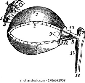 A Typical Representation Of The Eye Muscles, With The Parts, 1, Cartilage Of The Upper Eyelid; 2, Its Lower Border, Showing The Openings Of The Meibomian Glands; 3, The Cartilage Of The Lower Eyelids