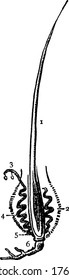 A typical representation of the hair, with parts showing, 1: external part; 2: sac in skin; 3: surface of Cuticle; 4: Sebaceous membrane; 5: Bulb at base and 6: Nourishing vessel, vintage line drawing