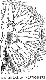 A typical representation of the half of the lower surfaces of Aurelia aurita, the transparent tissues allow the enteric cavities and canals to be seen through them, with the parts labelled, vintage