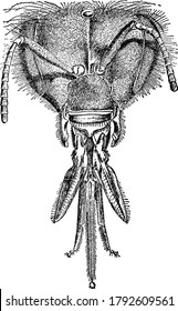 A typical representation of the head and appendages of honey-bee, Apis species, showing the parts like, antenna, epipharynx, lingula, labial palp, bouton and maxilla, vintage line drawing or engraving