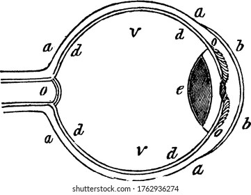 Uma representação típica do olho humano com suas partes rotuladas como 'a, b, d, o e v', representando, membrana esclerótica, córnea, retina, nervo óptico e humor vítreo, respectivamente, vintage.