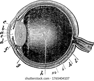 Eine typische Darstellung des menschlichen Auges mit den Teilen, Pupil, Retina, die eine Erweiterung des Sehnerves, Choroid-Fell und Zilialligamente, gekennzeichnet, Vintage-Linie Zeichnung oder Gravur ist.