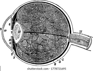 Una representación típica de un ojo humano, con las partes, 1, el más grueso esclerótico detrás que delante; 2, la córnea; 3, el coriod; 6, el iris; 7, el alumno; 8, la retina; 11, el posterior