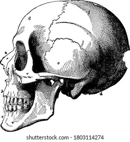 A typical representation of the human skull, with its parts labelled as a, b, c, d, e, f and g, representing, nasal bone, superior maxillary, inferior maxillary, occipital, temporal, parietal