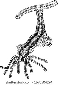 A typical representation of hydra hanging from water-weed, vintage line drawing or engraving illustration.