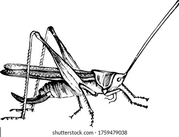 Una representación típica del insecto, el Cricket, que está relacionado con saltamontes y katydids, tienen cuerpos algo aplanados y antenas largas, dibujos de líneas antiguas o ilustración de grabado.