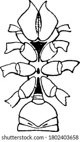 A typical representation of the Italian scorpion, Euscorpius italicus, holding a paralysed fly, in its chelicerae. Chelae is liberated for attack and defence, vintage line drawing or engraving.