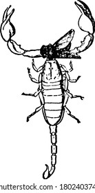 A typical representation of the Italian scorpion, Euscorpius italicus, holding a paralysed fly, in its chelicerae. Chelae is liberated for attack and defence, vintage line drawing or engraving.