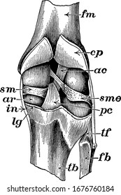 Eine typische Darstellung des Kniegelenkes, der von hinten geöffnet ist, um die Ligamente anzuzeigen, mit den beschrifteten Teilen, der Vintage-Linie-Zeichnung oder Graviergrafik.