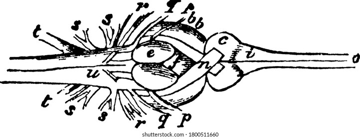 A typical representation of the lower aspect of the brain, with the parts like cerebellum, optic lobes, hemispheres, lobi inferiores, hypophysis, lobi posteriores, labelled, vintage line drawing