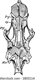 Representación típica del aspecto inferior del cráneo primordial, con la extracción de los huesos de membrana, con las partes etiquetadas, dibujo de línea vintage o ilustración de grabado.
