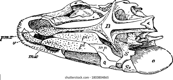 A typical representation of the lower aspect of the skull, part of the bones being removed on the side, with the parts labelled, vintage line drawing or engraving illustration.