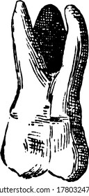 A typical representation of a molar tooth that is large, flat and found at the back of the mouth, vintage line drawing or engraving illustration.