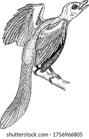The typical representation of the most primitive bird, Archaeopteryx, that is Alco referred by its German name, Urvagel. The species existed in the late Jurassic period, around 155–150 million years.