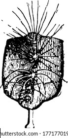 A typical representation of a moth, closer to the shape of a rectangle, and covered with tufts of hair in its interior and exterior part, vintage line drawing or engraving illustration.