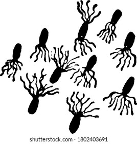 A typical representation of the motile and rod-shaped bacteria, Pseudomonas pyocyanea, one form of bacteria showing cilia and their arrangement, vintage line drawing or engraving illustration.