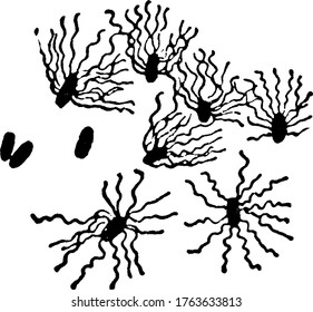 Una representación típica de bacterias mímicas y de forma varilla, Bacillus Typhi, Gaffky, una forma de bacterias que muestran la cilia y su disposición, fuertemente flageladas, dibujo o grabado de líneas vintage