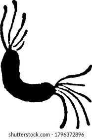 Una representación típica de las bacterias mímicas y de forma espiral, Spirillum Undula, Ehrunb, una forma de bacterias que muestran la cilia y su disposición, dibujo de línea vintage o ilustración de grabado.
