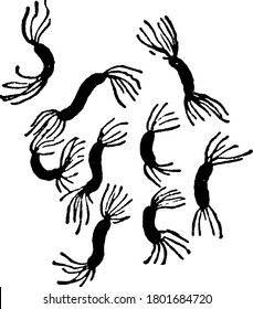 Una representación típica de las bacterias mímicas y de forma espiral, Esmarsch, Espirillum Rubrum, una forma de bacterias que muestran la cilia y su disposición, dibujo de línea vintage o ilustración de grabado.