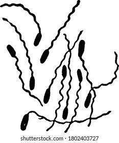 A typical representation of the motile and spirilla shaped bacteria, Pseudomonas pyocyanea, one form of bacteria showing cilia and their arrangement, vintage line drawing or engraving illustration.