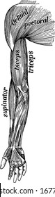 A typical representation of the muscles on the front of the arm, supinator, biceps, triceps, dehoid and pectoral, vintage line drawing or engraving illustration.