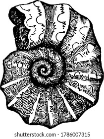 A typical representation of, 'Ammonites nodosus', with ceratitic suture pattern on its shell and frilly saddles that appear might be due to the increased pressure on the shell at greater depth,