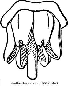 A typical representation of one sporophyll with empty sporangia, vintage line drawing or engraving illustration.