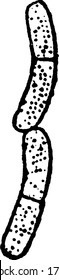 A typical representation of a pair of bacilli actively growing and dividing, like spheres inside a rod, vintage line drawing or engraving illustration.