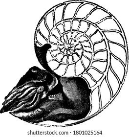 Representação típica de Pearly nautilus com metade da casca removida, vintage linha desenho ou gravura ilustração.
