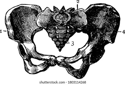 A typical representation of the pelvis of the human body, with the parts labelled as, '1, 2 and 3', representing, hip bones, sacrum and coccyx, respectively, vintage line drawing illustration.