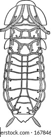 A typical representation of Periplaneta. View of the arrangement of the principal trunks of the tracheal system, vintage line drawing or engraving illustration.