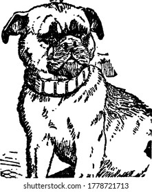 A typical representation of a pet dog with a collar round its neck and staring at something. Dogs are loyal and are considered to be man's best friend, vintage line drawing or engraving illustration.