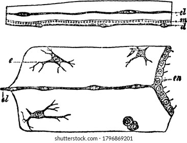 A typical representation of the portions of sections through the disc of medusae, the upper one of Lizzia and the lower one of Aurelia, with the parts labelled, vintage line drawing or engraving.