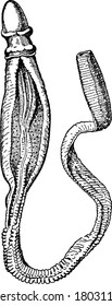A typical representation of Ptychodera flava, in New Caledonia, vintage line drawing or engraving illustration.