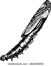 A typical representation of the pupal stage of a Peach tree borer, with mottled markings in their segmented body and head covered with a triangle-shaped capsule, vintage line drawing or engraving.