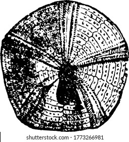 A typical representation of Pygaster semisulcatus, Ph.; Inf. Oolite, Cheltenham, sphere shaped and with bold and regular patterns, vintage line drawing or engraving illustration.