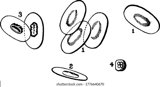 A typical representation of the Red corpuscles or the blood cells of the frog, with its parts labelled. Human blood cells, lack a nucleus at the center, that is found in, birds, reptiles, amphibians.