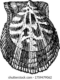 Uma representação típica do Vieira, um molusco bivalvo marinho da família Pectinidae, desenho de linha vintage ou ilustração de gravura.