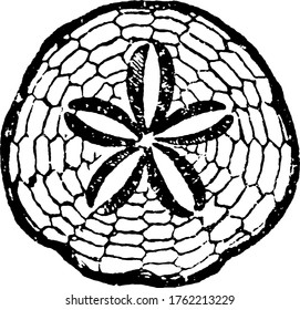 A typical representation of Scutella subrotunda; Miocene, Malta, circular shaped and with a flower at the centre, bold and regular patterns , vintage line drawing or engraving illustration.