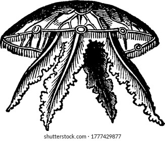 A typical representation of the side view of Acalephae, showing the tentacles hanging down in their natural position, vintage line drawing or engraving illustration