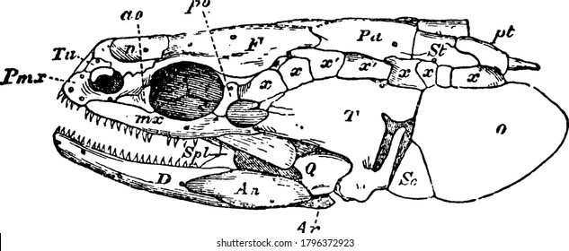 A typical representation of the side view of the skull with the membrane-bones, with the parts labelled, vintage line drawing or engraving illustration.