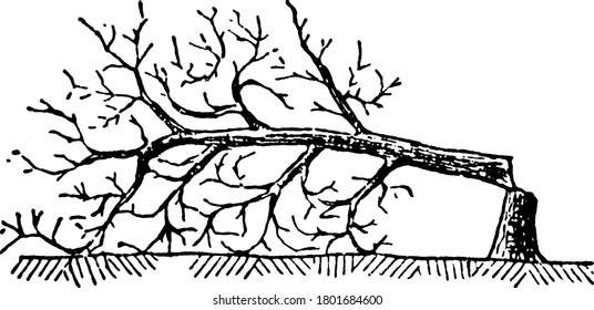 A typical representation of slashing. An abatis formed by felling trees toward the enemy, leaving the butt hanging to the stump, the branches sharpened, is called a slashing, vintage line drawing