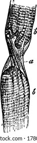 Representación típica de un pequeño trozo de fibra muscular, dibujo de línea vintage muy magnificado o ilustración de grabado.