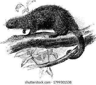 A Typical Representation Of A Small Porcupine, On The Branches Of The Tree, With A Prehensile Tail And Have Many Quills All Over Their Body, Vintage Line Drawing Or Engraving Illustration.